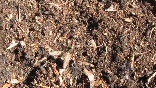 Подготовка к посадке голубики