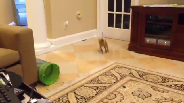 Бенгальский котенок Бивис приносит ручку