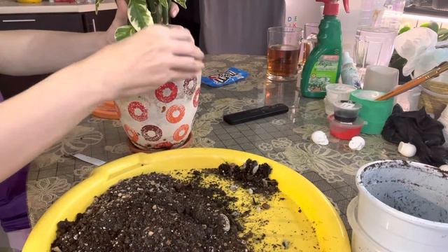 Педилантус
