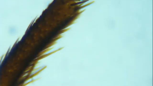 Практическая биология 1 Practical biology 1