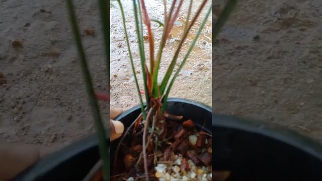 Bdd28e2c466b53e1911810fe54a33496