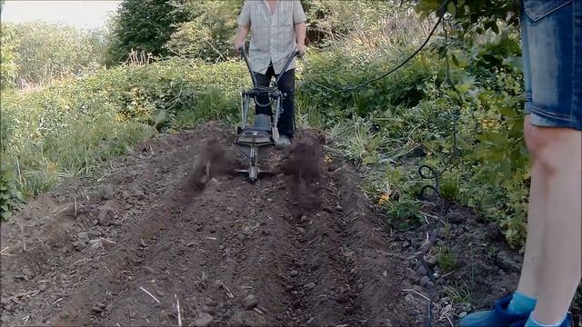 Как мой дед сажает картошку.