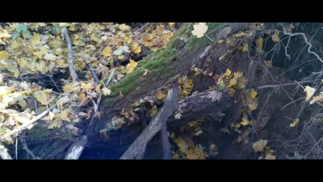 Ensiferum-Lady In Black