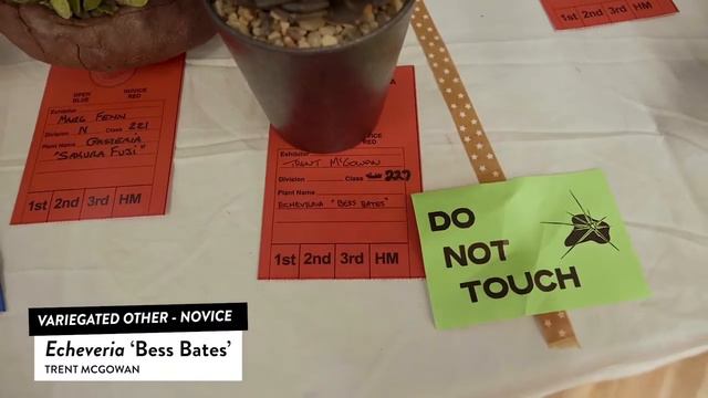 Variegated Succulents Species - Types Of Succulent Plants With Names