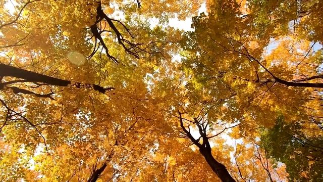 Золотая осень. Красивая музыка осени для отдыха и сна