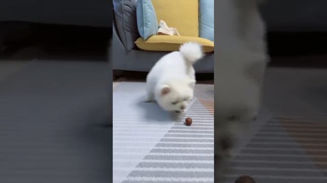 Шутка минутка