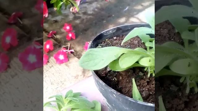 HOW TO PLANTING PETUNIA FROM CUTTING Part 1