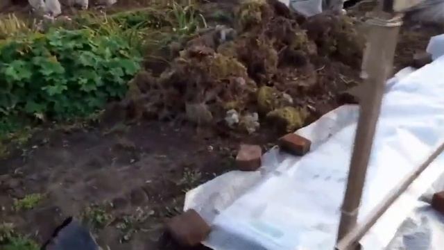 Подготовка растений к зиме