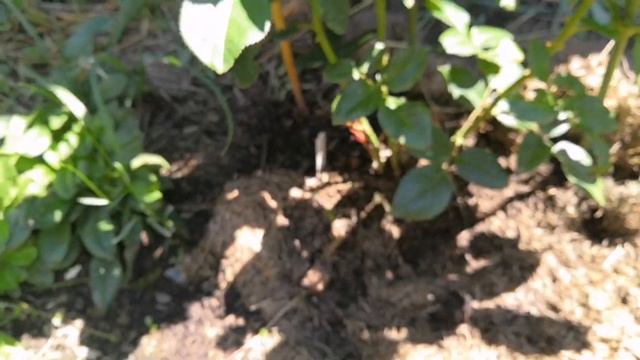 Розы. Поросоль шиповника на розе. Удаляем дичку на розе. Лилии