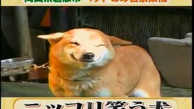 Собака-улыбака