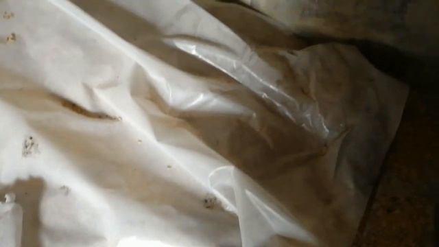 пошли с Котом Сеней по старым местам на охоту.