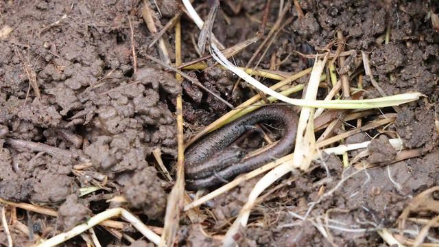 How To Safely Search For Salamanders