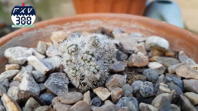 Mammillaria Vetula -  Arizona Snowcap