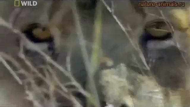 Львы охотятся на жирафа всем прайдом