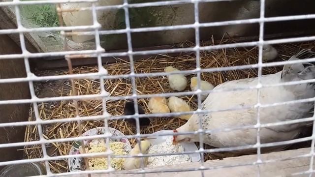 Курочка и цыплята цып цЫп!## Chicken And Chickens Chick Tsyp!