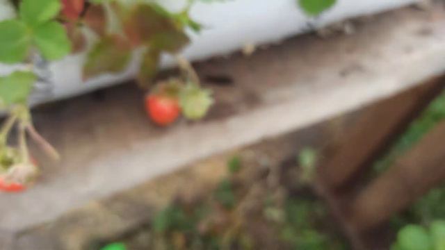 Малообъемная клубника.  часть 4  Осень.