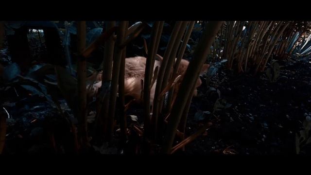 GoPro11 Cinematic Video