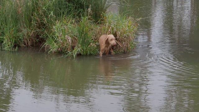 Učit Se, Učit Se, Učit Se Platí I Pro Aríska