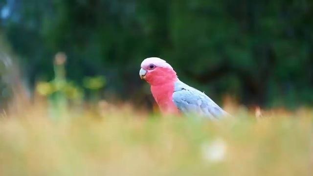 Расслабляющие звуки природы, пение птиц 4k