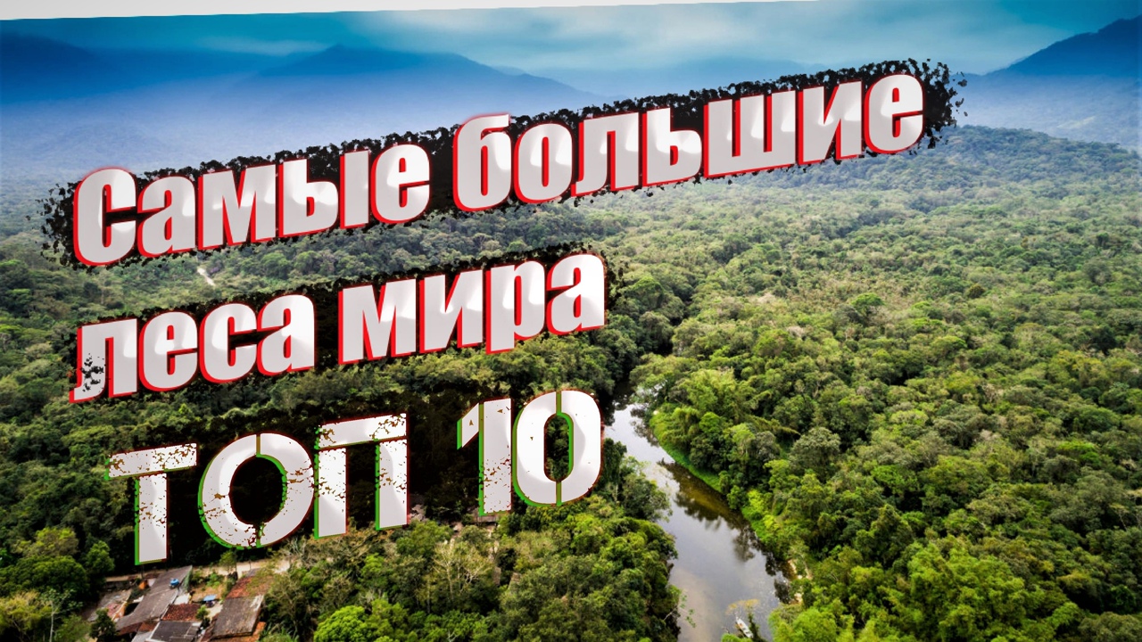 Топ 10 самых Больших Лесов Планеты #топ10 #самыйбольшойлес