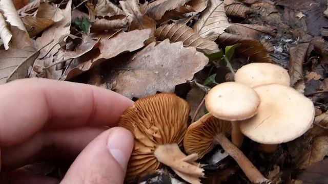 Tubaria furfuracea