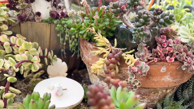 Mini Succulent Garden  #fairygarden #miniaturegarden #succulentgarden