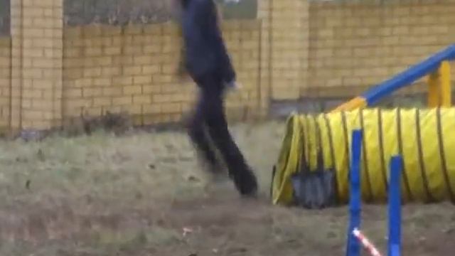 03.11.13 Устьянцева Люда и спаниель Джессика, аджилити