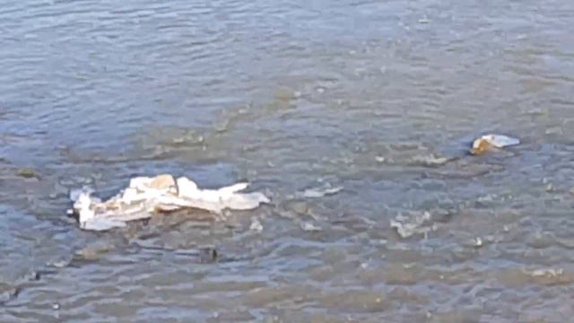Лёд размыла Талая  вода, прилетела первая птица / Ice Washes Away Melt Water The First Bird Arrived