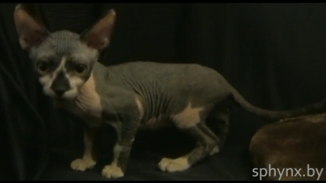 Нашла хозяев: Кошка канадского сфинкса = H-1 = от Sphynx-Energy				
