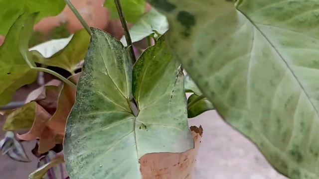 Creative Ideas For A Vertical Garden & Importance Of Vertical Garden In The Present Day Life.