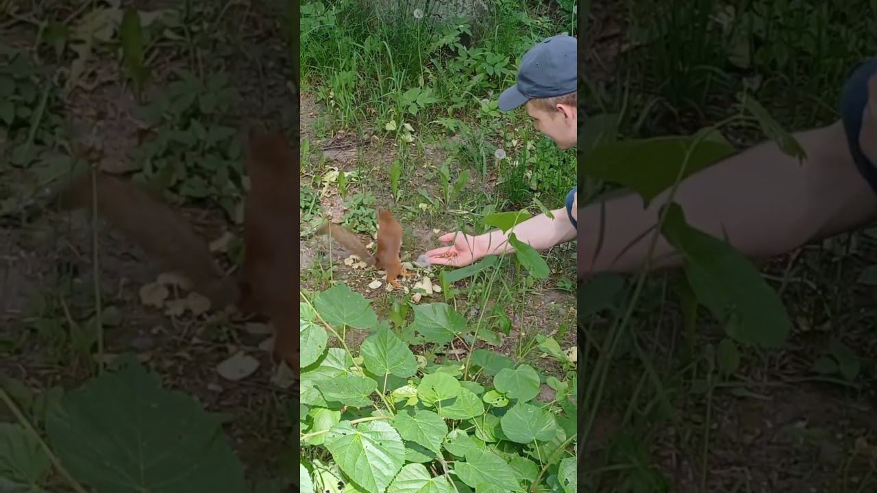 #белка #животные Кормим белок