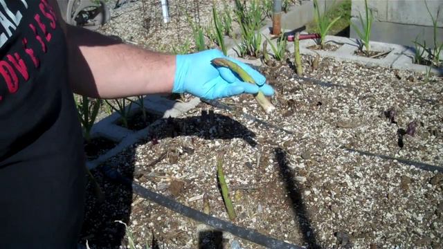 2018 How And When To Harvest Asparagus Spears