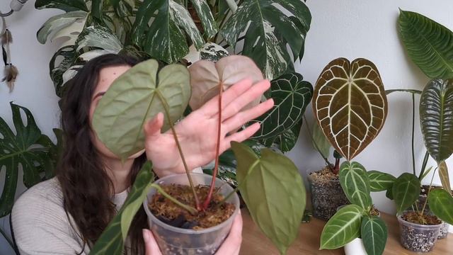 BEGINNER FRIENDLY ANTHURIUMS + TIPS