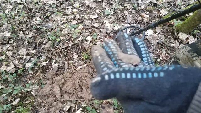 НЕОЖИДАННЫЕ НАХОДКИ СТАРОГО ЛЕСА