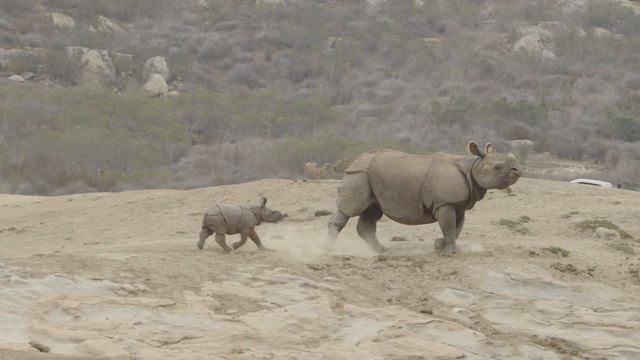 Baby Rhino Named Petunia Makes Debut at the Safari Park