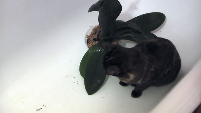 Кошка Микка поливает орхидеи ♥ ночной полив орхидей говорю шепотом ♥ смешная кошка