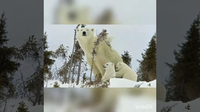 Белый медведь (ознакомления с окружающим миром,аппликация)