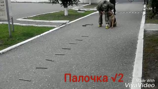 Дрессировка собак