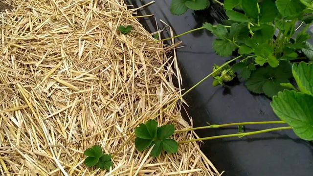 Мурано и Флавия, поздняя посадка.