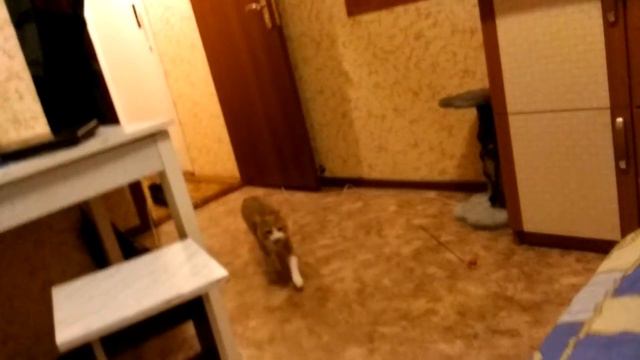 Кот и апорт