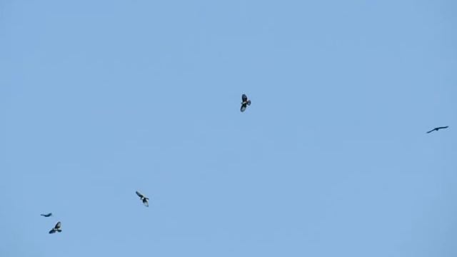 Black Baza Raptor Flock