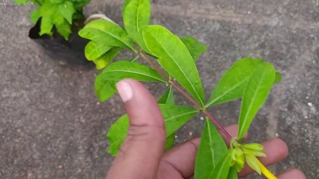 Allamanda Double & Thunbergia Erecta Available