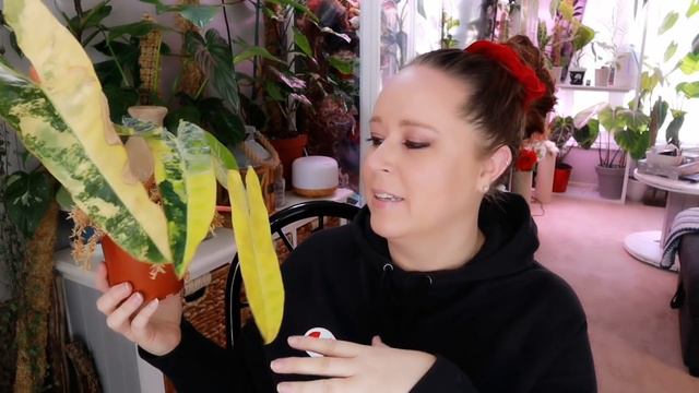 Top 5 Houseplants I'm Most Proud Of! - Plant Parent Wins!!