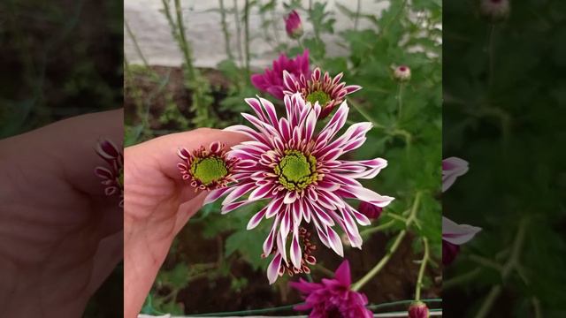 Цветы которые я выростила сама в этом году.