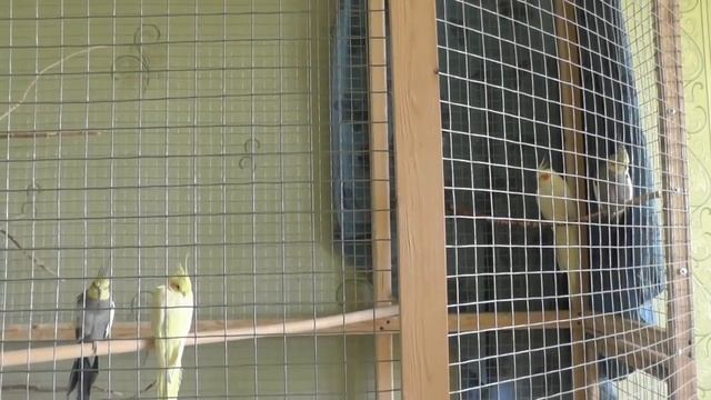 Ремонтные Волшебства