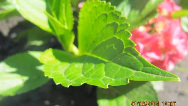 Hydrangea Macrophylla Forever&Ever Red 2014г.