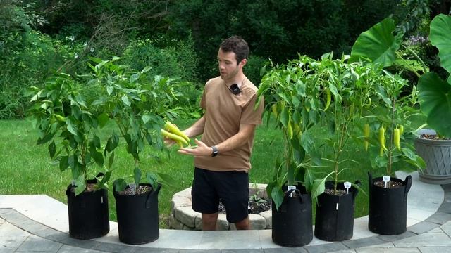 We Tested 5 Different Potting Soils - Here's What We Learned