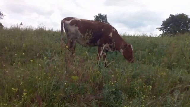 Как выбрать тёлочку на корову? Для новичков о телочках на корову