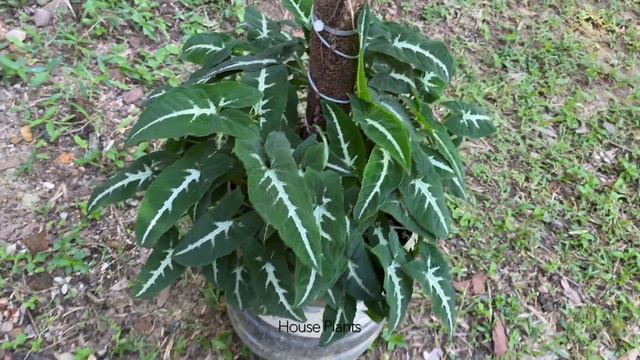 Repotted Syngonium Wendlandii In Recycle Plastic Bottle