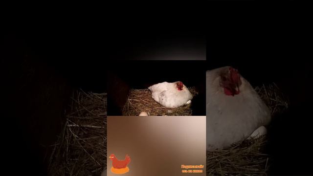 Курица села Парить.